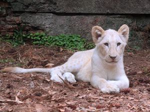 Gemas! Intip 6 Bayi Satwa Liar di Taman Safari Bogor