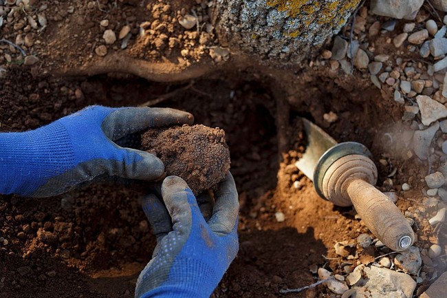 Bisa Beli Rumah Mewah! Ini Harga Jamur Truffle yang Capai Rp 2 M per Kilogram