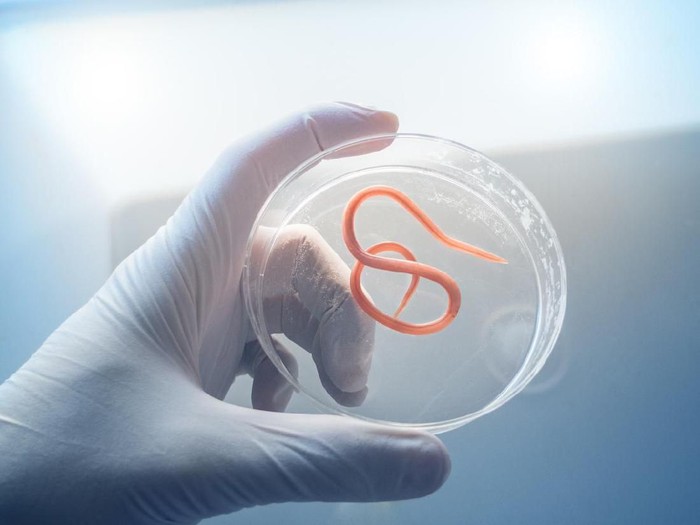 Ascaris nematode parasite on a petri dish