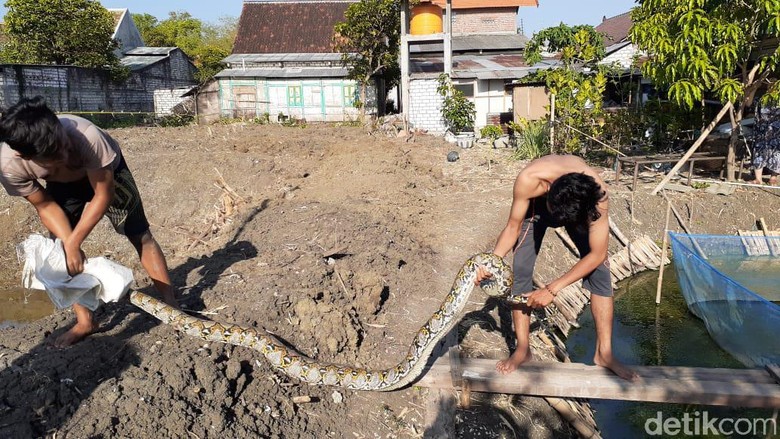 Warga Lamongan Tangkap Ular Sanca Kembang 15 Kg di Kolam Lele Warga Lamongan Tangkap Ular Sanca Kembang 15 Kg di Kolam Lele