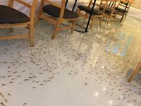 Seru! Di Restoran Ini Bisa Makan Sambil Merendam Kaki di Kolam Ikan