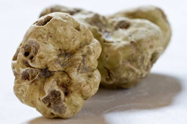 Bisa Beli Rumah Mewah! Ini Harga Jamur Truffle yang Capai Rp 2 M per Kilogram