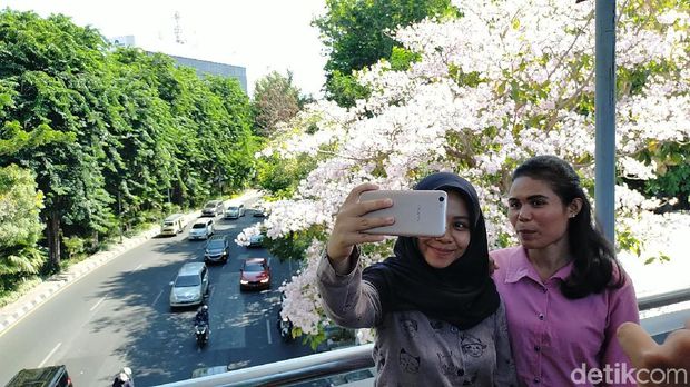 Ultah Risma di Tengah Pesona Tabebuya Bermekaran di Surabaya