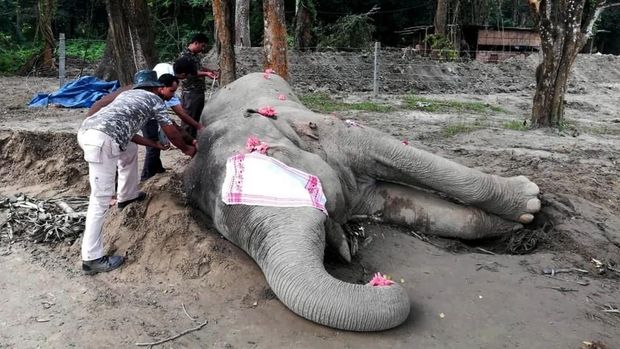Bangkai gajah 'Laden' saat diukur usai mati pada Minggu (17/11) waktu setempat