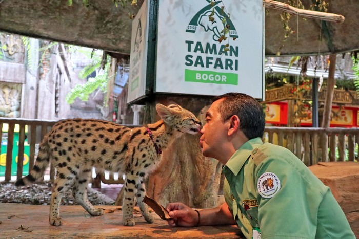 Kucing Serval