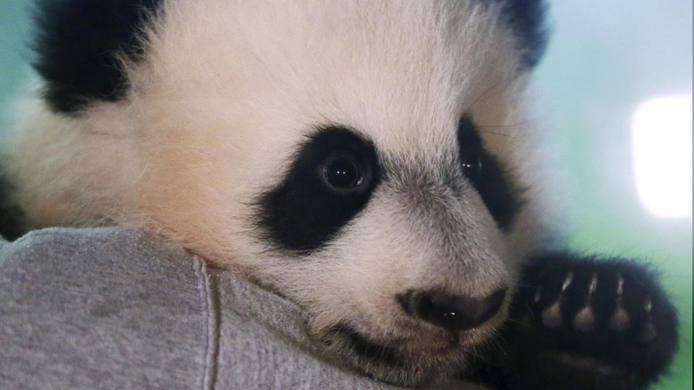 Foto: Bei Bei, si panda raksasa (Gary Cameron/Reuters) Foto: Bei Bei, si panda raksasa (Gary Cameron/Reuters)