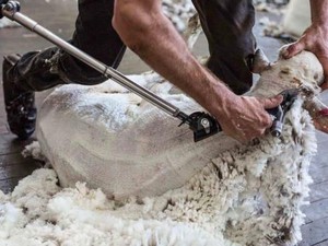 Dari Penari Hingga Tukang Batu, Pekerjaan Untuk Dapatkan Visa Regional di Australia