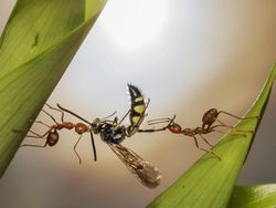 Foto Mengagumkan Pemenang Nature Photographer Of The Year 2019