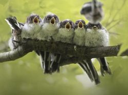 Foto Mengagumkan Pemenang Nature Photographer Of The Year 2019