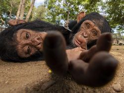 Foto Mengagumkan Pemenang Nature Photographer Of The Year 2019