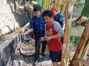 Ular Sanca 3 Meter Dievakuasi dari Selokan di Jagakarsa Jaksel