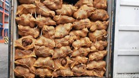 Kelapa kita dipulangkan sama Thailand karena tidak boleh ada tunas. Itu aturan dari Thailand dan ada regulasi baru dari negara tersebut, ujar Direkrur PT Sentral Agro Indonesia sebagai eksportir kelapa, Rajief Nasir ketika ditemui di Bea Cukai Palembang, Selasa (19/11/2019).