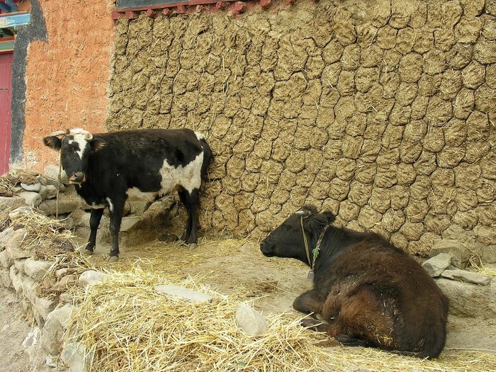 Kotoran Sapi