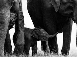 Foto Mengagumkan Pemenang Nature Photographer Of The Year 2019