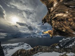 Foto Mengagumkan Pemenang Nature Photographer Of The Year 2019