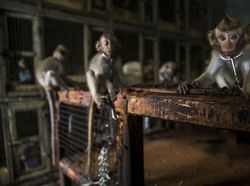 Foto Mengagumkan Pemenang Nature Photographer Of The Year 2019