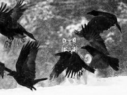 Foto Mengagumkan Pemenang Nature Photographer Of The Year 2019