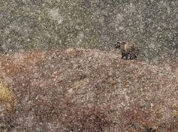 Foto Mengagumkan Pemenang Nature Photographer Of The Year 2019