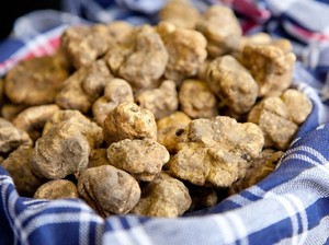 Pemanasan Global Sebabkan Jamur Truffle Putih Layu dan Kering