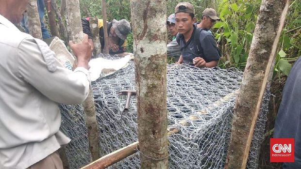 Pembangunan Jalur Batu Bara Picu Harimau Keluar dari Habitat