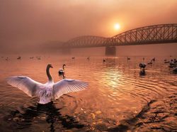 Foto Mengagumkan Pemenang Nature Photographer Of The Year 2019