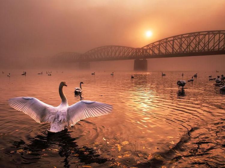 Foto Mengagumkan Pemenang Nature Photographer Of The Year 2019