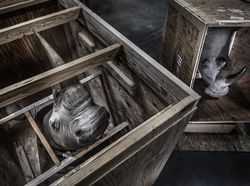 Foto Mengagumkan Pemenang Nature Photographer Of The Year 2019