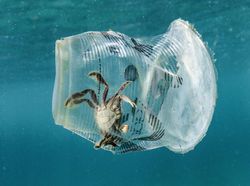 Foto Mengagumkan Pemenang Nature Photographer Of The Year 2019