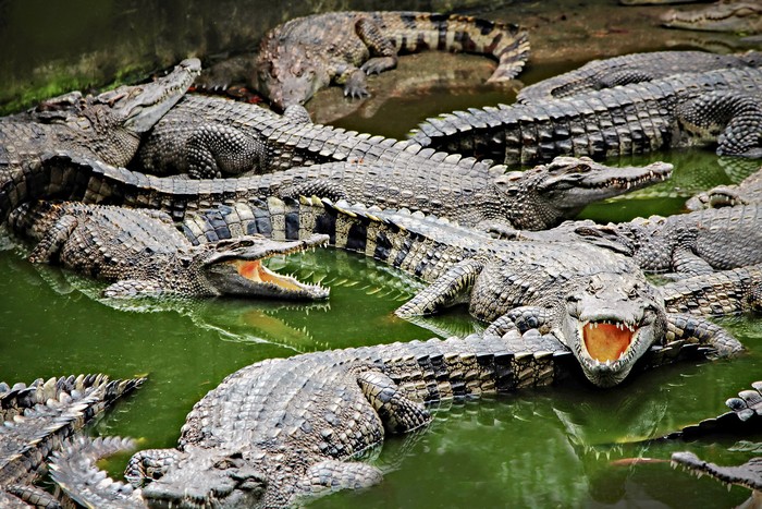ilustrasi buaya