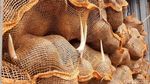 25 Kontainer Kelapa RI Ditolak Thailand Gara-gara Bertunas