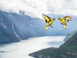 Foto Mengagumkan Pemenang Nature Photographer Of The Year 2019