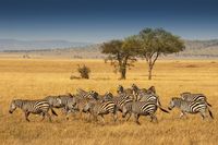 Tanda Tanya Nama Asli 'Afrika'