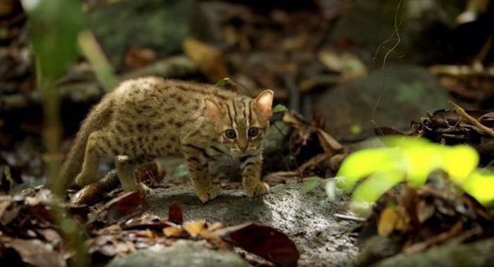 Gemas Banget Penampakan Kucing Terkecil di Dunia  Foto 5