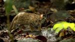 Gemas Banget: Penampakan Kucing Terkecil di Dunia