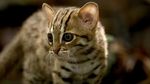 Gemas Banget: Penampakan Kucing Terkecil di Dunia