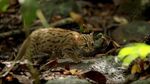 Gemas Banget: Penampakan Kucing Terkecil di Dunia