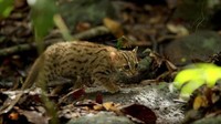 Sayangnya, kucing terkecil di dunia ini masuk dalam daftar hewan terancam punah oleh IUCN (International Union for Conservation of Nature) (BBC One)