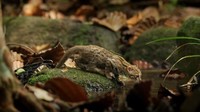 Mereka kebanyakan menghabiskan waktu di tanah, untuk berburu katak, tikus, dan serangga. Namun, mereka juga jago memanjat pohon untuk menghindari predator lainnya (BBC One)