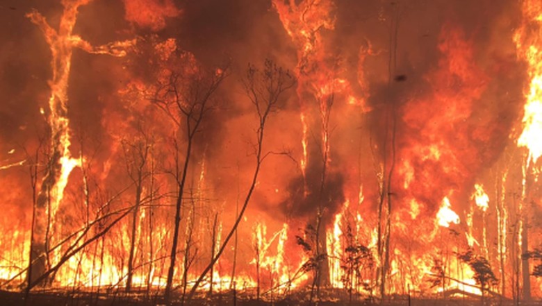 Kebakaran Hutan di Queensland Diduga Sengaja Dilakukan Anak-anak Kebakaran Hutan di Queensland Diduga Sengaja Dilakukan Anak-anak