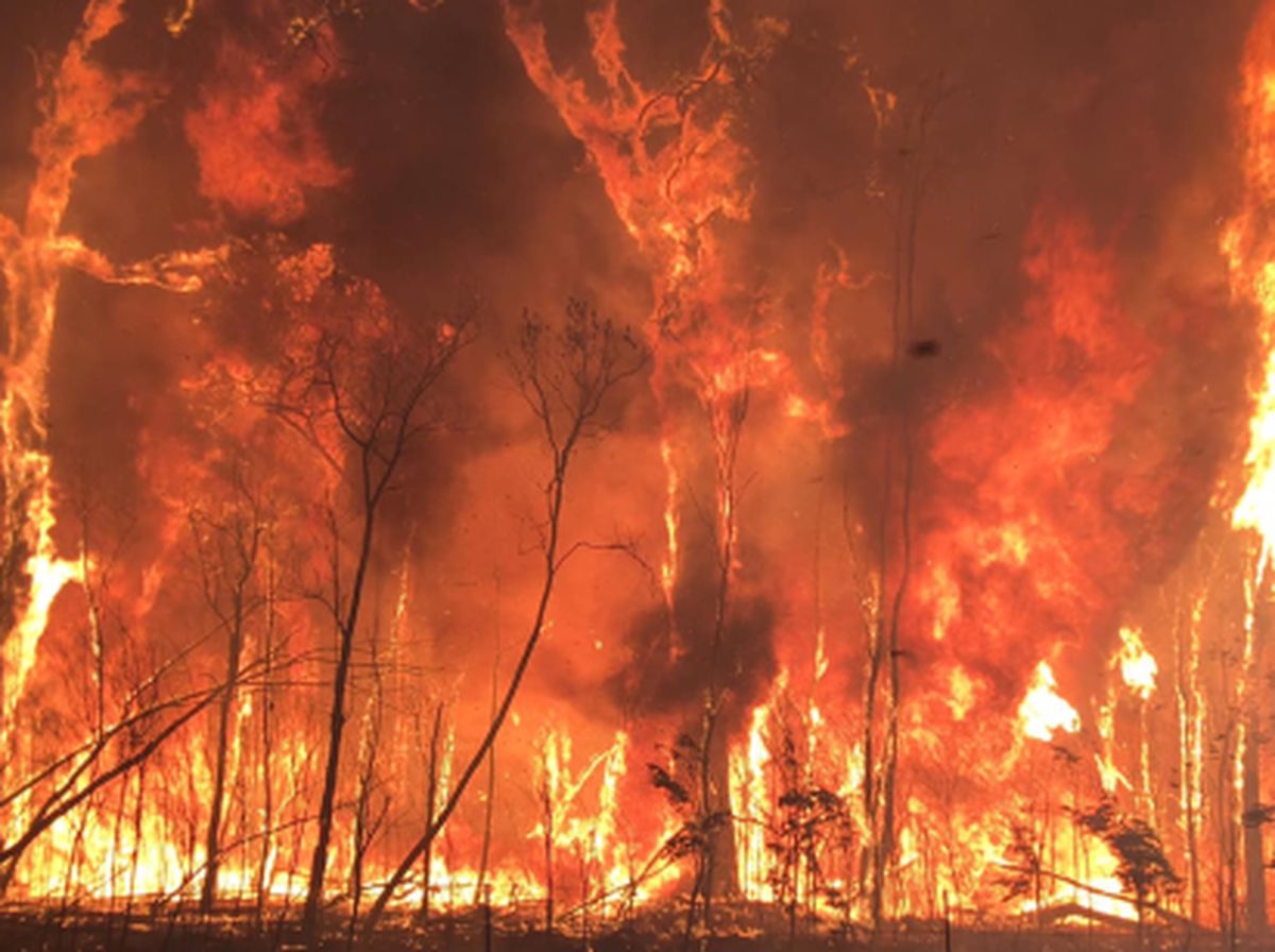 Apakah penyebab kebakaran hutan sesuai informasi yang kamu dapat dari bacaan diatas