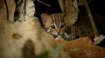 Gemas Banget: Penampakan Kucing Terkecil di Dunia