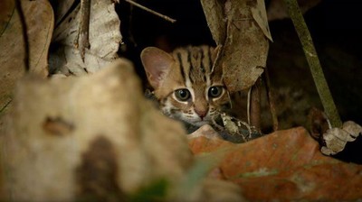 Gemas Banget: Penampakan Kucing Terkecil di Dunia