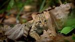 Gemas Banget: Penampakan Kucing Terkecil di Dunia
