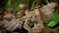 Kucing ini hanya punya berat 0,8 sampai 1,6 kilogram. Panjang tubuhnya hanya 35 hingga 48 cm (tidak termasuk ekor) (BBC One)