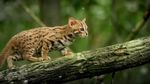 Gemas Banget: Penampakan Kucing Terkecil di Dunia