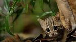 Gemas Banget: Penampakan Kucing Terkecil di Dunia