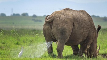 Kategori Highly Commended :  Tilakraj Nagaraj dengan foto berjudul Warning! Territory Marking, follow at your own risk. Foto: Comedy Wildlife Photografphy Awards