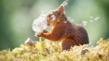 Kategori Highly Commended : Geert Weggen dengan judul Squirrel Wishes. Foto: Comedy Wildlife Photografphy Awards