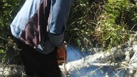 Dari hasil survei tim menemukan beberapa gangguan pada jalur pendakian di antaranya pohon tumbang jenis acacia decurent karena terbakar, longsoran tanah dan batu di Kemiandingan Dowo dan jalur Pos Tiga menuju Empat arah Ranu Kumbolo (Foto: BBTNBTS/Instagram)
