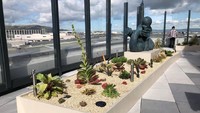Tidak kalah dengan Bandara Changi dan lainnya, Bandara Internasional San Francisco di AS juga punya teras outdoor yang dilengkapi dengan kebun mungil nan indah. Dari situ, traveler juga bisa melihat panorama pesawat lalu lalang (San Francisco Airport)